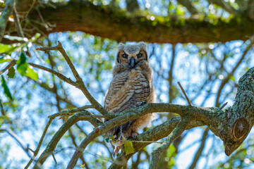 Great horned owlet that recently left its nest and perched on a branch in Audubon Park, New Orleans, Louisiana, USA