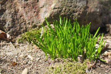 grass in the ground