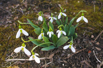 spring snowdrop flowers