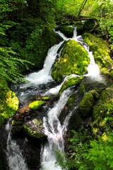 八千穂高原自然園