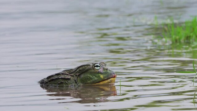 African Giant Bullfrog Immerse On Pond In Central Kalahari Game Reserve, Botswana. Close Up