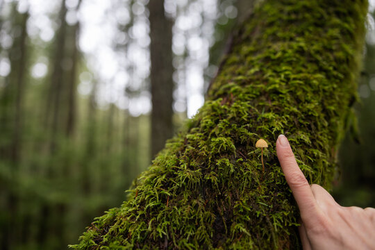 Finger pointing at tiny mushroom