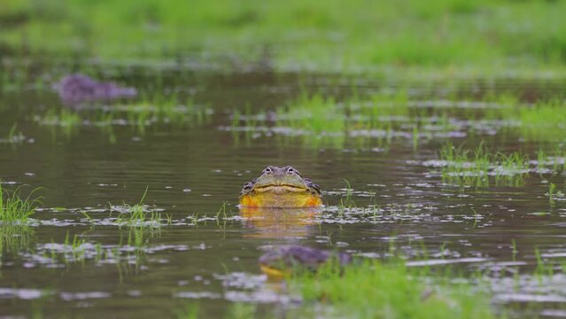 Male African Bullfrog Soak On Pond In Central Kalahari Game Reserve, Botswana. Selective Focus Shot