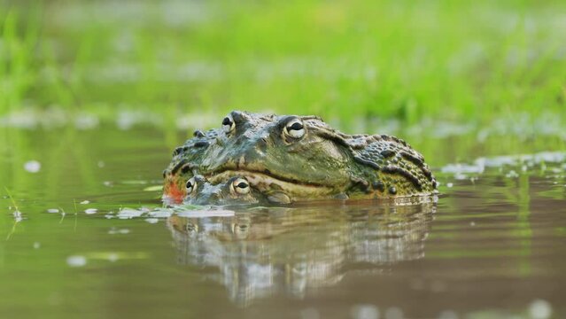 Amplexing Pair Of Giant African Bullfrog On Natural Habitats During Rainy Season In Central Kalahari Game Reserve, Botswana. Close Up