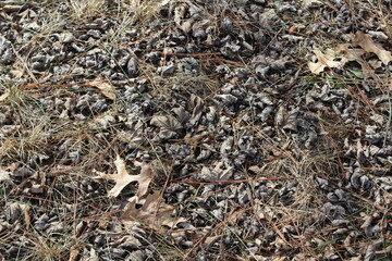 ants on the ground