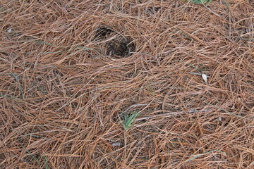 hay bale in the field