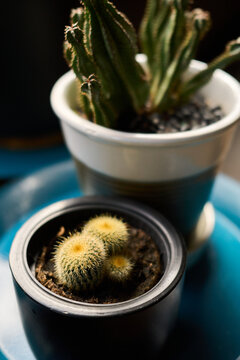Tiny cactus plants