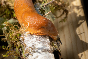 red banana slug close up crawling on moss and forest floor