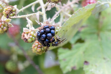 berries growing in summer on blackberry vine