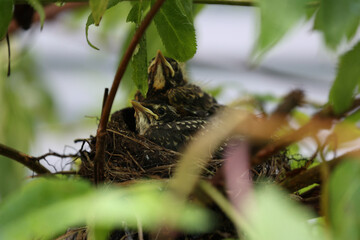 Baby robins waiting for their mother in a nest