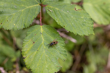 wasp landed on the leaf of a blackberry vine