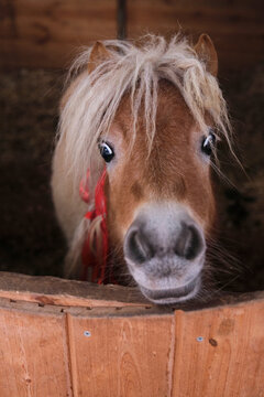 Closeup cute little pony