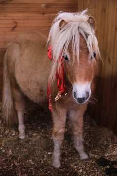 Closeup cute little pony