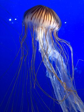 UGC adult jellyfish with long tentacles 