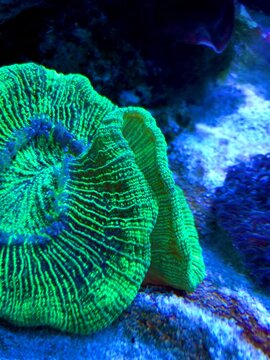 UGC neon nightlight open brain coral