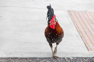 Rooster walking in the street