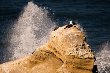 birds on a rock with wave splashing