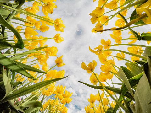 Flower yellow tulips