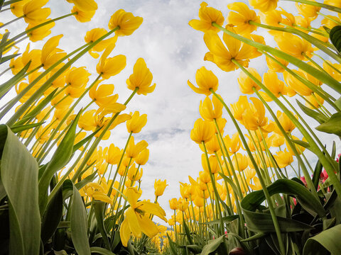 Flower yellow tulips with sky