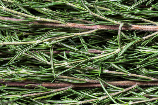 Macro shoot of rosemary leaves 