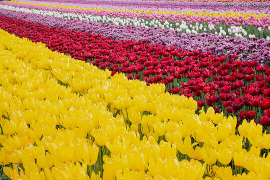 Diagonal field of colorful  yellow tulips