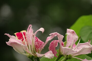 close up on flowers