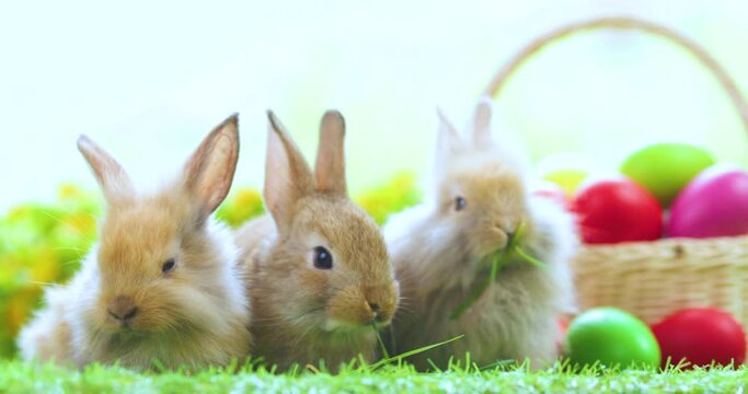 Easter Baby Rabits
