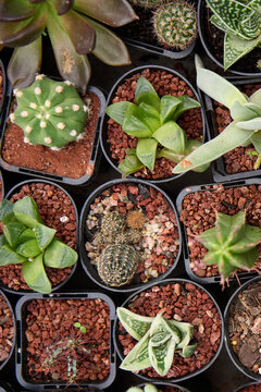 Collections of succulent plants