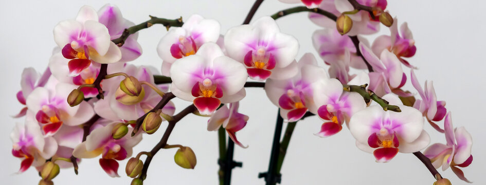 Phalaenopsis orchid flower, butterfly orchid, it is also called alevilla orchid and mouth orchid
