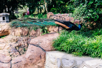 Elegant peafowl male in bird park