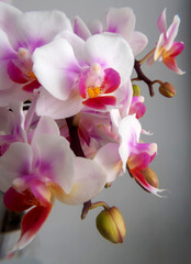 Obraz na płótnie Canvas Phalaenopsis orchid flower, butterfly orchid, it is also called alevilla orchid and mouth orchid 