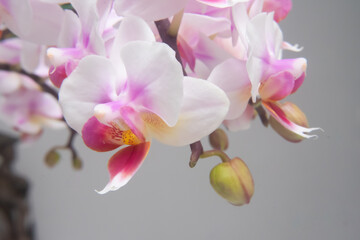 Fototapeta na wymiar Phalaenopsis orchid flower, butterfly orchid, it is also called alevilla orchid and mouth orchid 