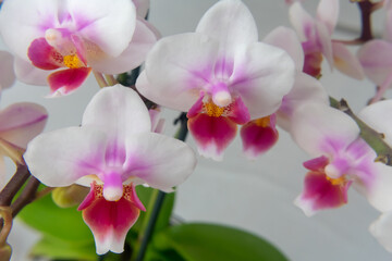 Fototapeta na wymiar Phalaenopsis orchid flower, butterfly orchid, it is also called alevilla orchid and mouth orchid 