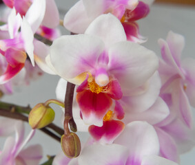 Naklejka na ściany i meble Phalaenopsis orchid flower, butterfly orchid, it is also called alevilla orchid and mouth orchid 