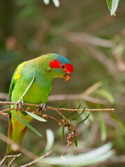 Energetic lively perky Musk Lorikeet with brilliant vivid plumage.