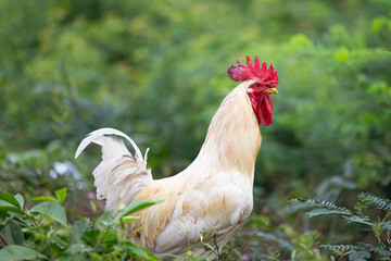Close-up shot of a local chicken in the countryside