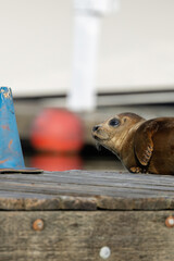 small young seal sitting on dock in summer