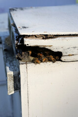 Closeup image of bee hive with honey, bees and frames