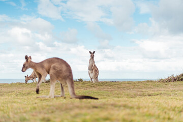 Curious kangaroo looking at camera