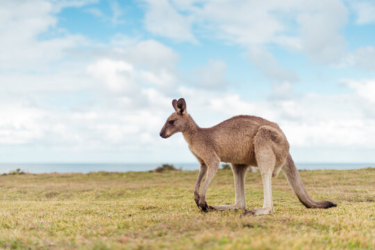 Kangaroo standing on the grass