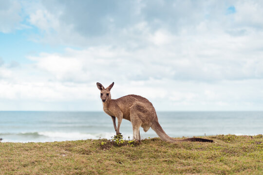 Kangaroo looking at camera