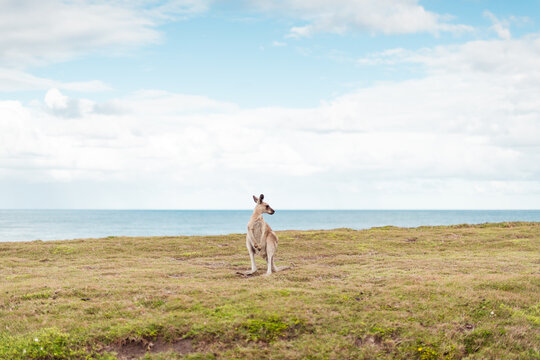 Standing kangaroo looking away
