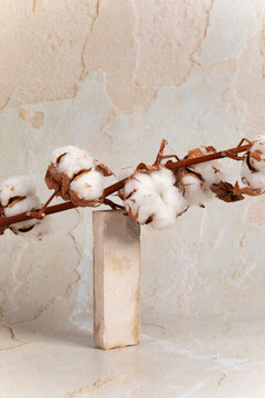 Cotton branch