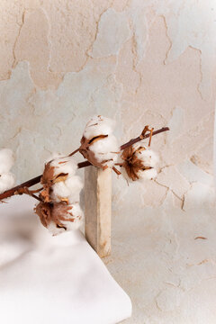 Cotton branch