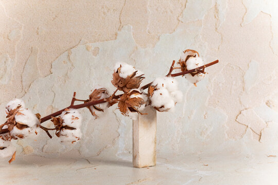 Cotton branch