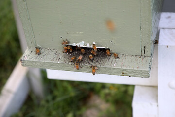 Closeup image of bee hive with honey, bees and frames