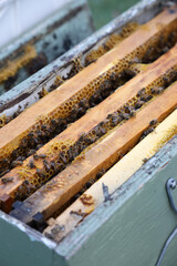 Closeup image of bee hive with honey, bees and frames