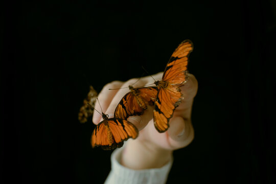 Orange Butterflies