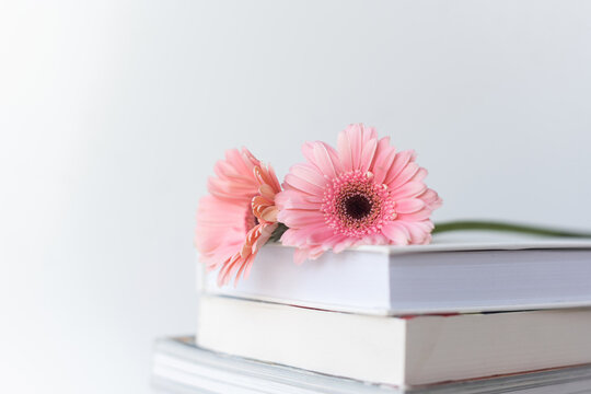 Pink flower on stack of books