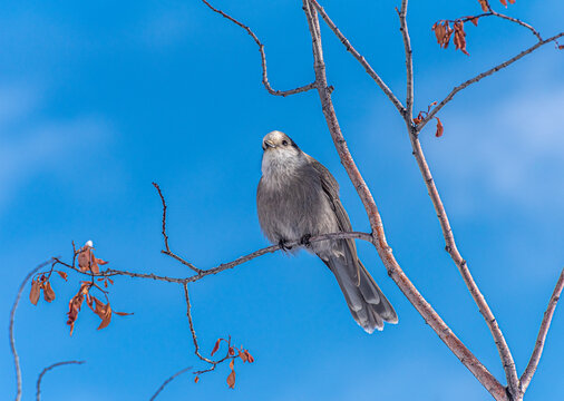 Grey Jay (Perisoreus canadensis)